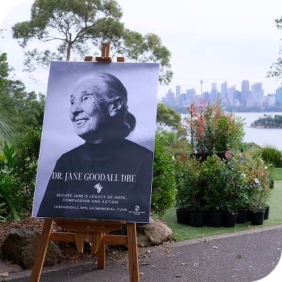 Picture of Jane Goodall at the entrance of her memorial service at Taronga Zoo